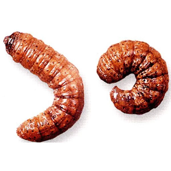 Ecostyle Aaltjes Tegen Aardrups 60 M² 4 Ecostyle Aaltjes Tegen Aardrups 60 M² - Afbeelding 2