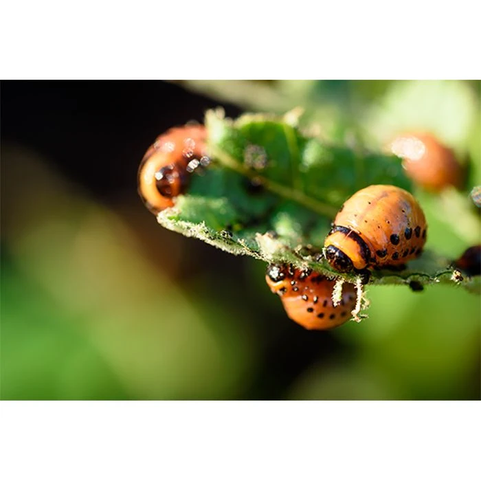 Ecostyle Aaltjes Tegen Coloradokever 100 M² 4 Ecostyle Aaltjes Tegen Coloradokever 100 M² - Afbeelding 2