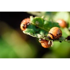 Ecostyle Aaltjes Tegen Coloradokever 50 M² -TuinOaseExpert ecostyle aaltjes tegen coloradokever 50 m 1612382413 1 l