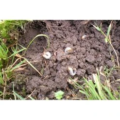 Ecostyle Aaltjes Tegen Engerlingen 10 M² -TuinOaseExpert ecostyle aaltjes tegen engerlingen 10 m 1612380366 1 l