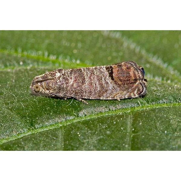 Ecostyle Aaltjes Tegen Larven Fruitmot 60 M² 4 Ecostyle Aaltjes Tegen Larven Fruitmot 60 M² - Afbeelding 2