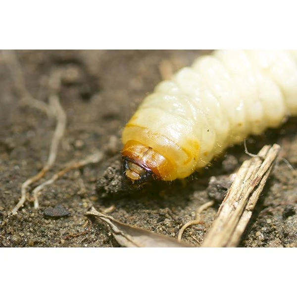 Ecostyle Aaltjes Tegen Larven Taxus-kever H 100 M² 4 Ecostyle Aaltjes Tegen Larven Taxus-kever H 100 M² - Afbeelding 2