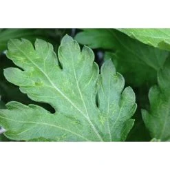 Ecostyle Aaltjes Tegen Larven Trips 10 M² 6 Ecostyle Aaltjes Tegen Larven Trips 10 M² -TuinOaseExpert ecostyle aaltjes tegen larven trips 10 m 1593614082 1 l