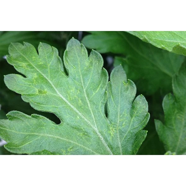 Ecostyle Aaltjes Tegen Larven Trips 10 M² 4 Ecostyle Aaltjes Tegen Larven Trips 10 M² - Afbeelding 2