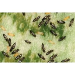 Ecostyle Aaltjes Tegen Larven Trips 50 M² -TuinOaseExpert ecostyle aaltjes tegen larven trips 50 m 600x400 6239a8db0c64d l