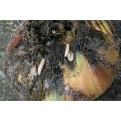 Ecostyle Aaltjes Tegen Larven Uienvlieg 60 M2 -TuinOaseExpert ecostyle aaltjes tegen larven uienvlieg 60 m2 1612383458 1 l