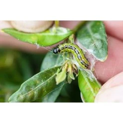 Ecostyle Aaltjes Tegen Rupsen Van De Buxusmot 20 M² 7 Ecostyle Aaltjes Tegen Rupsen Van De Buxusmot 20 M² -TuinOaseExpert ecostyle aaltjes tegen rupsen van de buxusmot 20 m 1612379851 2 l