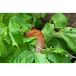 Ecostyle Aaltjes Tegen Slakken 40 M2 -TuinOaseExpert ecostyle aaltjes tegen slakken 40 m2 1612384158 1 l