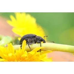 Ecostyle Aaltjes Tegen Taxuskevers Val -TuinOaseExpert ecostyle aaltjes tegen taxuskevers val 1593604669 1 l