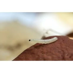 Ecostyle Aaltjes Tegen Varenrouwmug 5 M² -TuinOaseExpert ecostyle aaltjes tegen varenrouwmug 5 m 1593614513 2 l