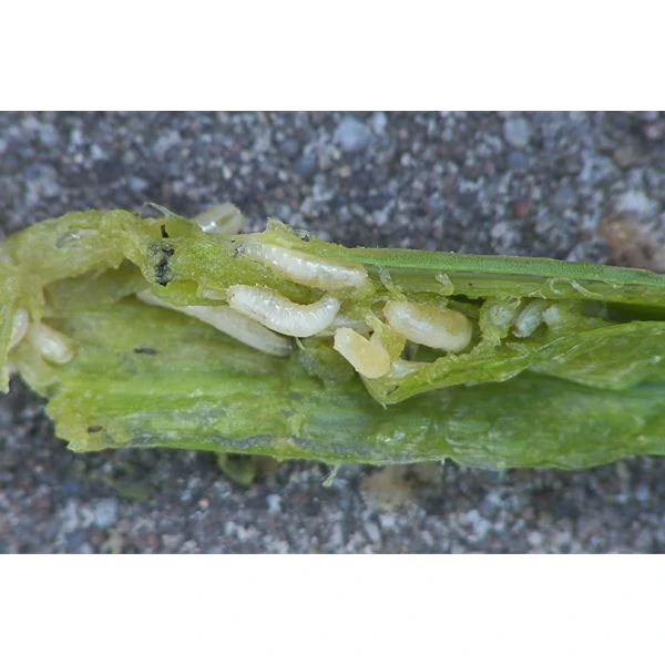 Ecostyle Aaltjes Tegen Wortelvlieg 60 M2 3 Ecostyle Aaltjes Tegen Wortelvlieg 60 M2 - Afbeelding 2