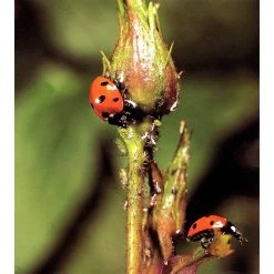 Ecostyle Larven Van Lieveheersbeestje 10 M² -TuinOaseExpert ecostyle larven van lieveheersbeestje 10 m 1612386830 1 l