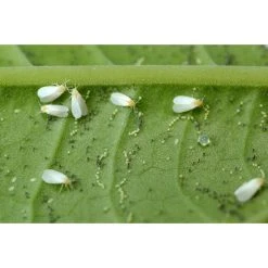 Ecostyle Sluipwesp Tegen Larven Witte Vlieg 5 Ecostyle Sluipwesp Tegen Larven Witte Vlieg -TuinOaseExpert ecostyle sluipwesp tegen larven witte vlieg 1593789177 1 l