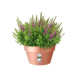 Elho Loft Urban Bowl 35 Delicate Pink -TuinOaseExpert elho loft urban bowl 35 delicate pink 1024x1024 61e151c95489c l